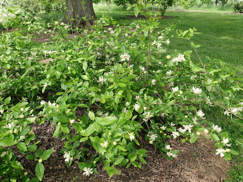 Calycanthus cv. White Dress