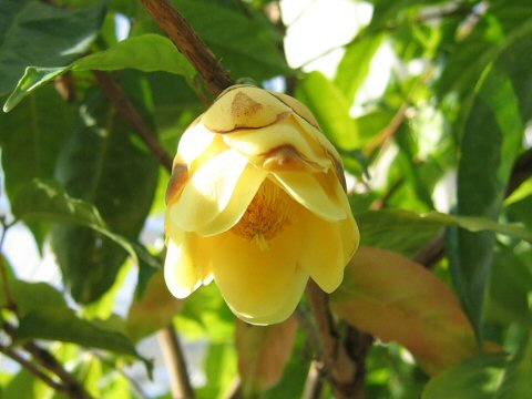 Camellia cucphuongensis