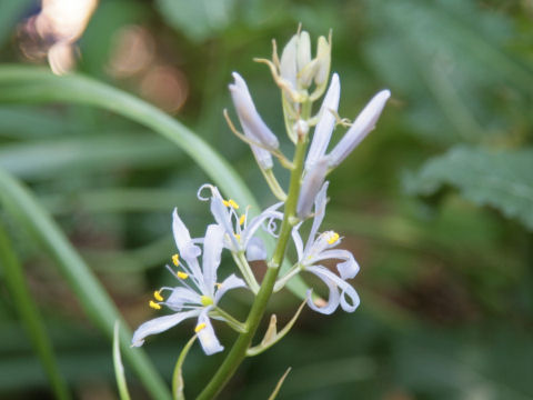 Camassia cusickii