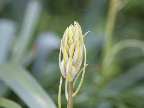 Camassia cusickii