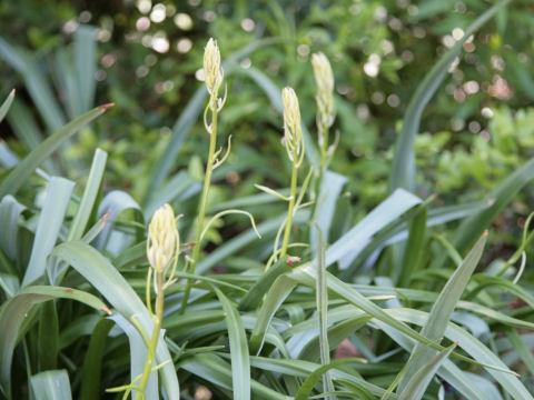 Camassia cusickii