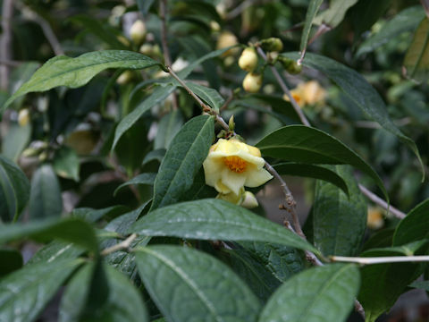 Camellia flava