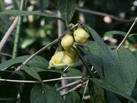 Camellia flava