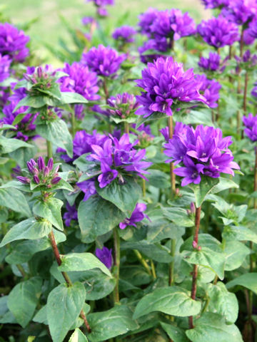 Campanula glomerata