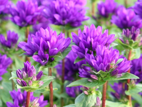 Campanula glomerata