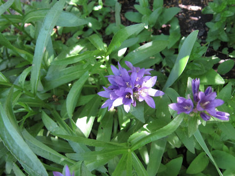 Campanula glomerata