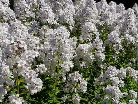 Campanula lactiflora