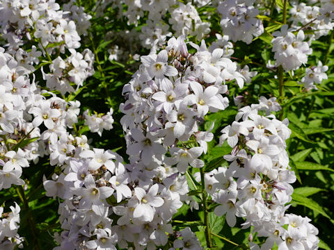 Campanula lactiflora