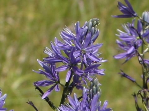 Camassia leichtlinii