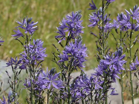 Camassia leichtlinii