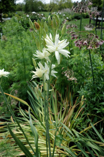 Camassia leichtlinii cv. Semiplena