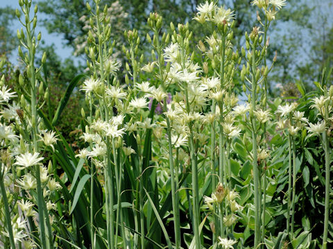 Camassia leichtlinii cv. Semiplena