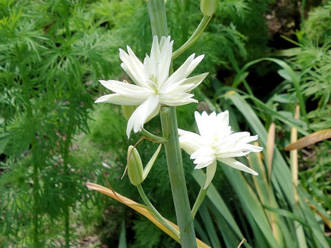 Camassia leichtlinii cv. Semiplena