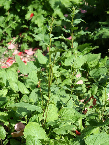 Campanula olympica