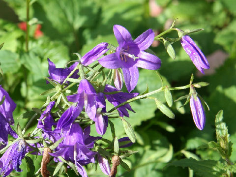 Campanula olympica