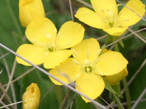 Camissonia ovata