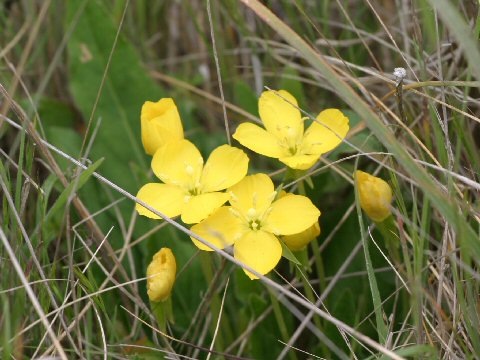 Camissonia ovata