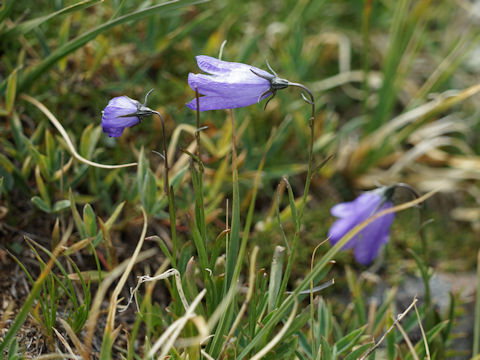 Campanula parryi