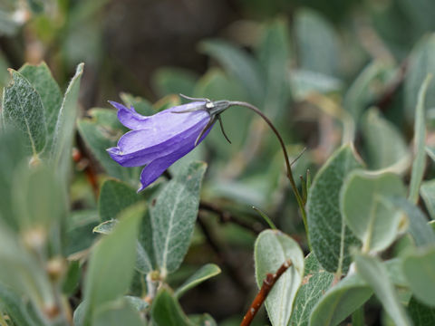 Campanula parryi