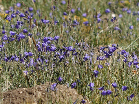 Campanula parryi