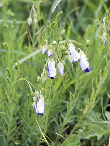 Campanula patula