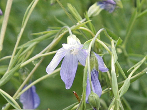 Campanula patula