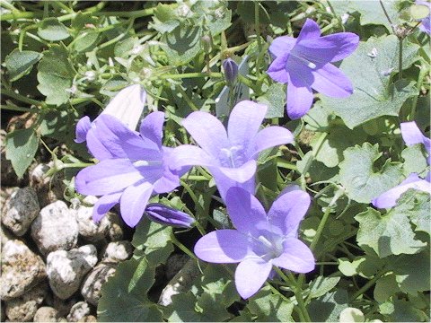 Campanula poscharskyana