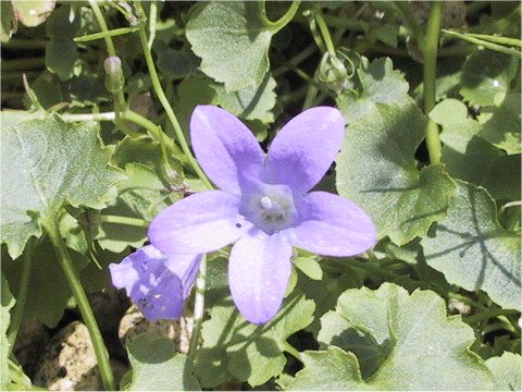 Campanula poscharskyana