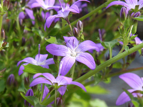 Campanula poscharskyana cv. Alpine Blue