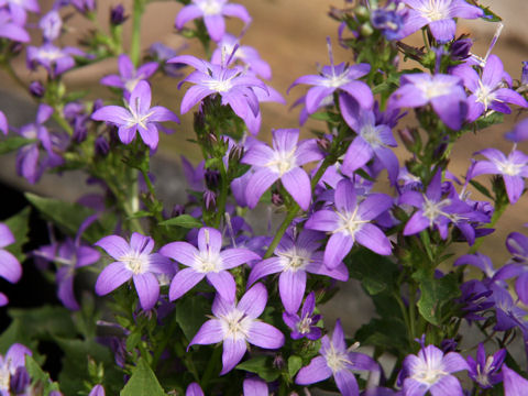 Campanula poscharskyana cv. Alpine Blue