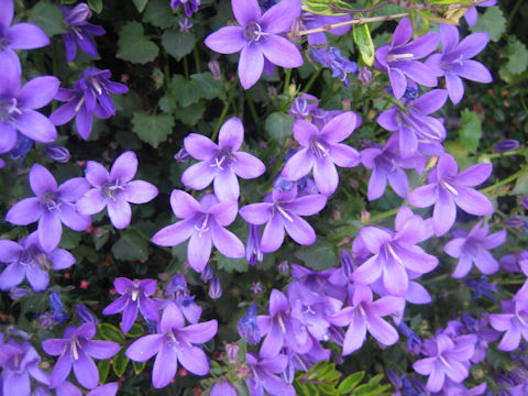 Campanula poscharskyana