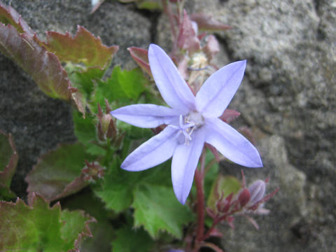 Campanula poscharskyana