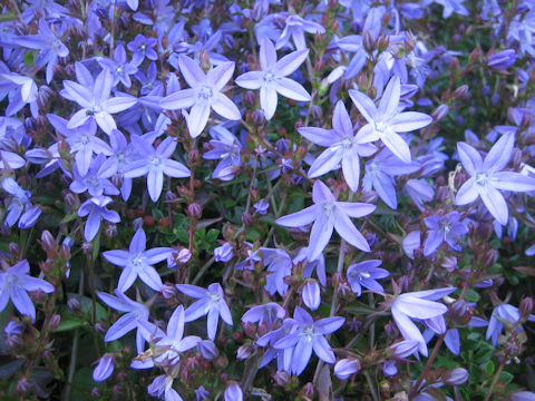 Campanula poscharskyana