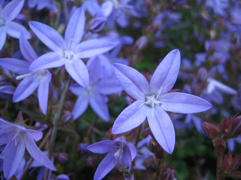 Campanula poscharskyana