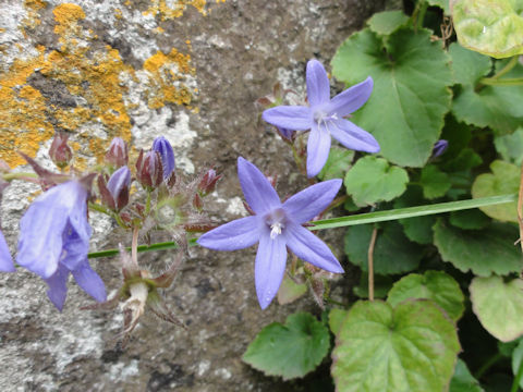 Campanula poscharskyana