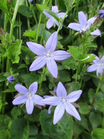 Campanula poscharskyana