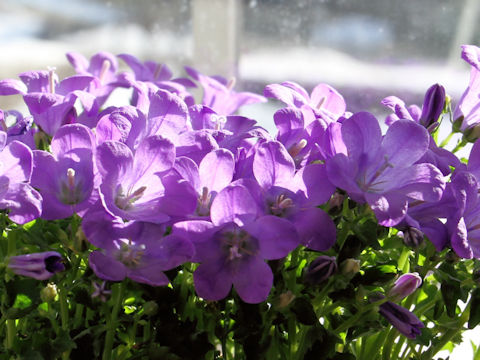 Campanula poscharskyana