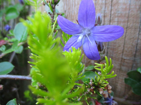 Campanula poscharskyana