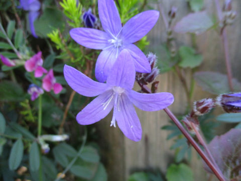 Campanula poscharskyana