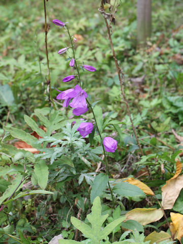 Campanula rapunculoides