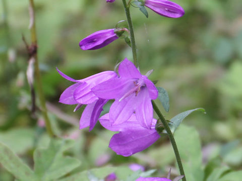 カンパニュラ ラプンクロイデス Campanula Rapunculoides