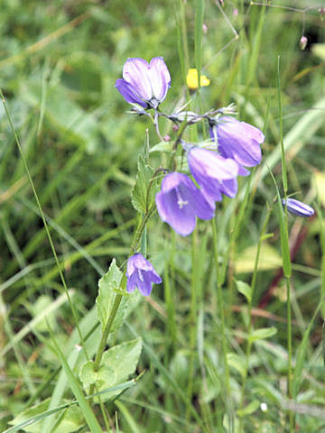 Campanula rhomboidalis