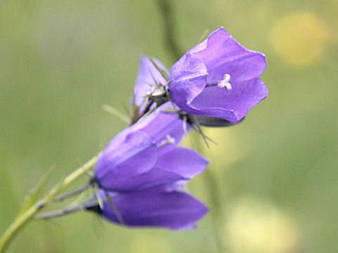 Campanula rhomboidalis