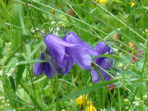 Campanula rhomboidalis