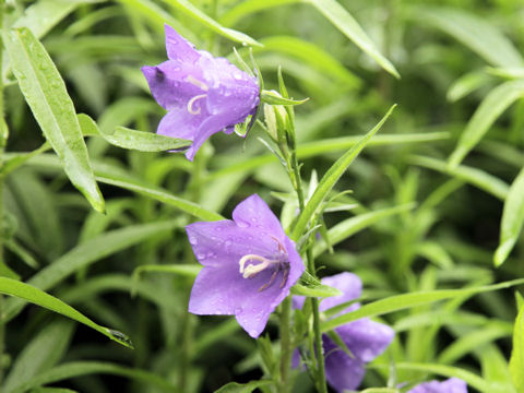 Campanula rhomboidalis