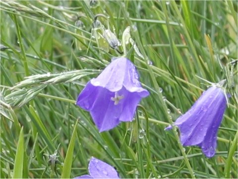 Campanula scheuchzeri