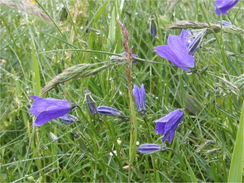 Campanula scheuchzeri