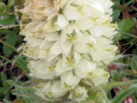 Campanula thyrsoides