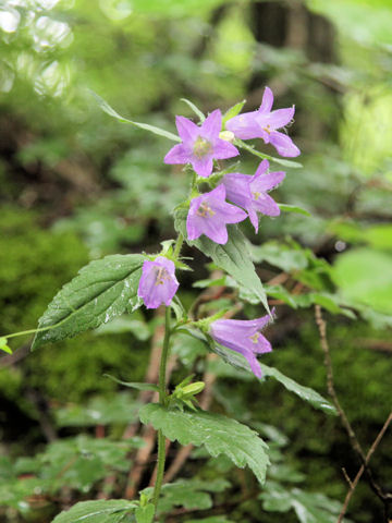 Campanula trachelium