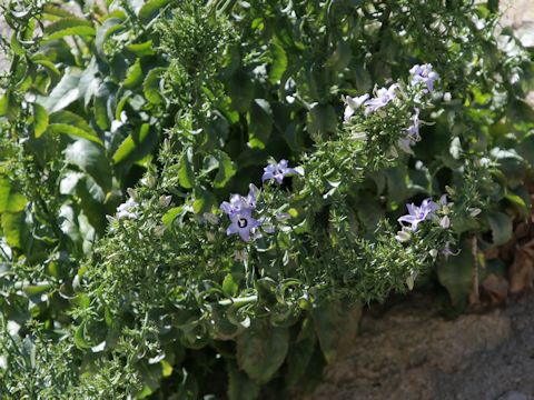 Campanula versicolor